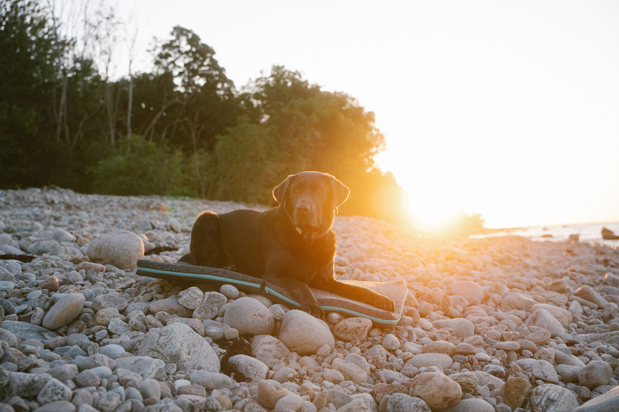 DOGMADE Dog Mattress